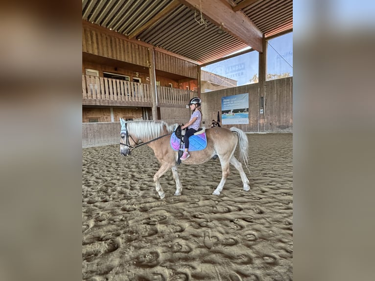 Haflinger Wallach 26 Jahre 145 cm in Fu&#xDF;ach