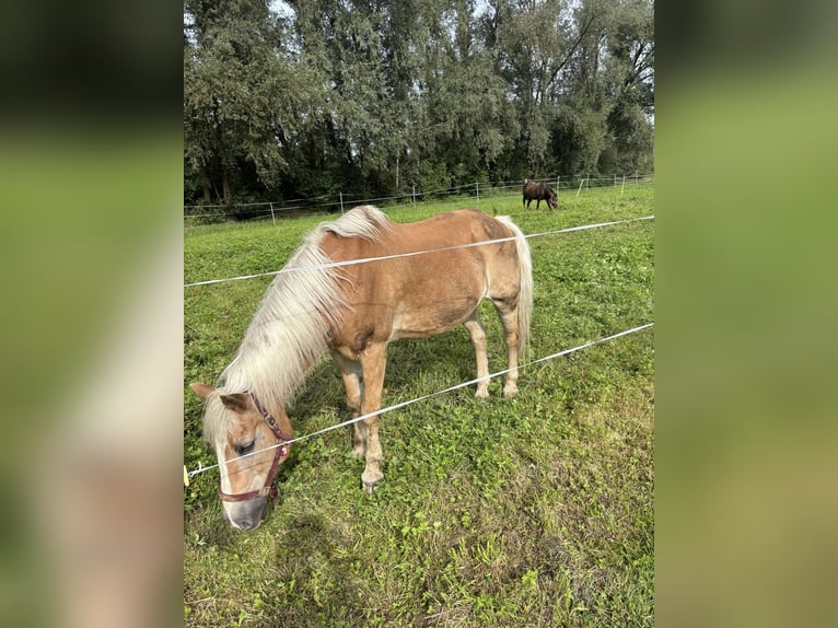 Haflinger Wallach 26 Jahre 145 cm in Fu&#xDF;ach