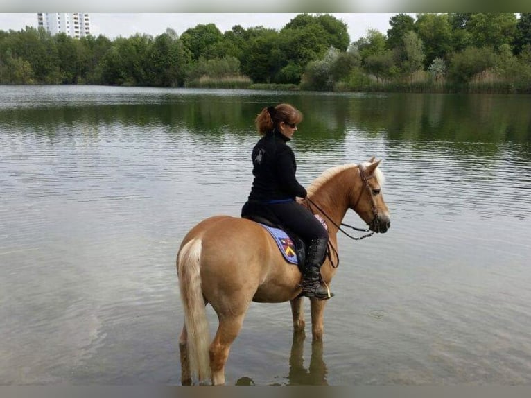 Haflinger Wallach 26 Jahre 146 cm Palomino in Schriesheim
