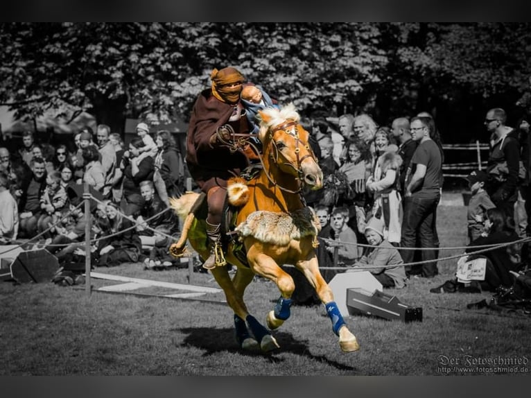 Haflinger Wallach 26 Jahre 146 cm Palomino in Schriesheim