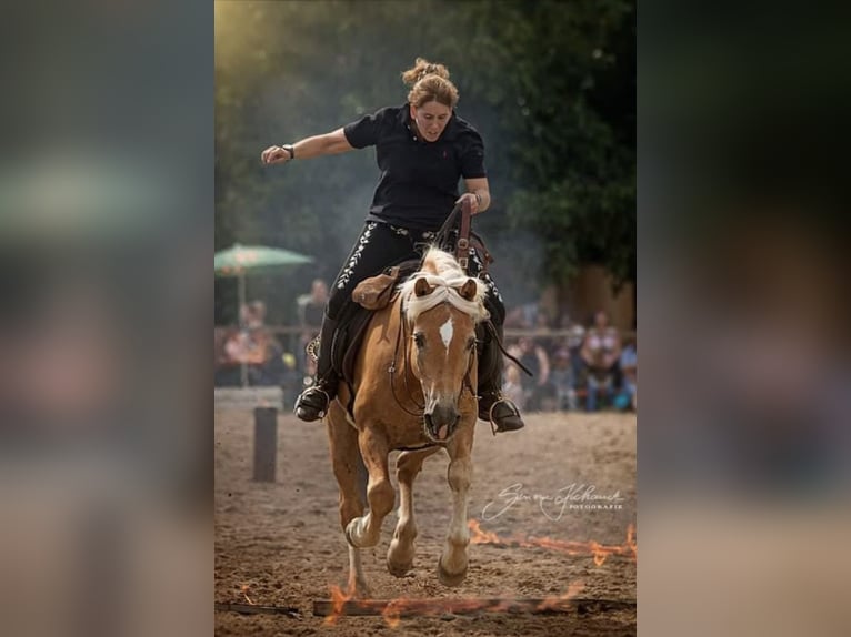Haflinger Wallach 26 Jahre 146 cm Palomino in Schriesheim