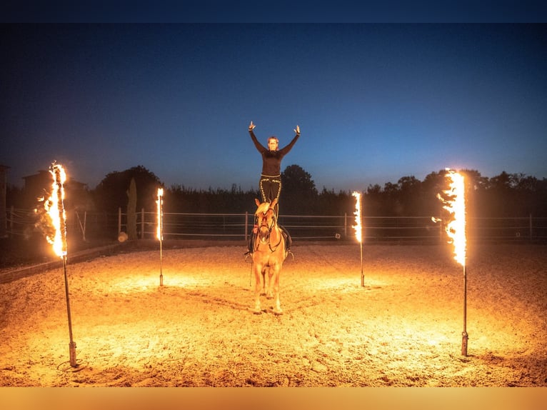 Haflinger Wallach 26 Jahre 146 cm Palomino in Schriesheim