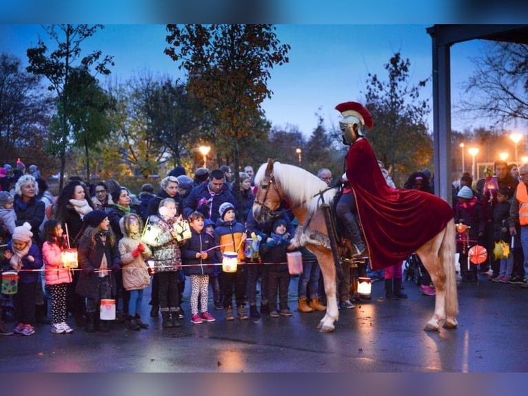 Haflinger Wallach 26 Jahre 146 cm Palomino in Schriesheim