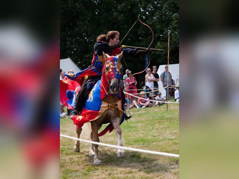 Haflinger Wallach 26 Jahre 146 cm Palomino in Schriesheim