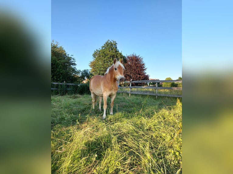 Haflinger Wallach 26 Jahre 147 cm  in Maisach