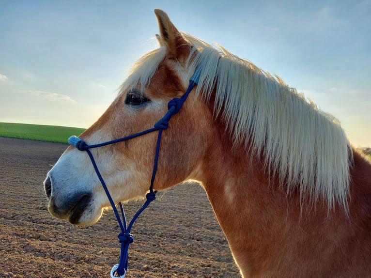Haflinger Wallach 26 Jahre 147 cm  in Maisach