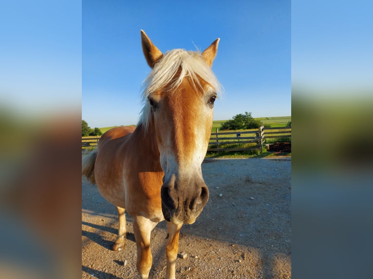 Haflinger Wallach 26 Jahre 147 cm  in Maisach