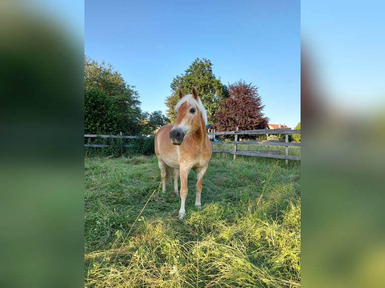 Haflinger Wallach 26 Jahre 147 cm  in Maisach