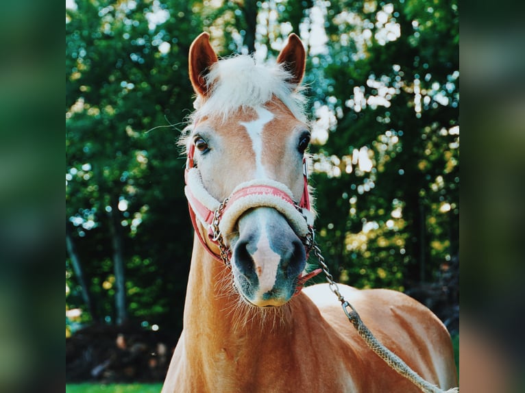 Haflinger Wallach 26 Jahre 147 cm Palomino in Egling