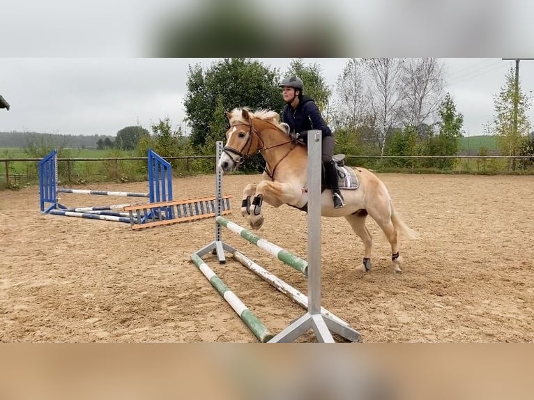 Haflinger Wallach 26 Jahre 147 cm Palomino in Egling
