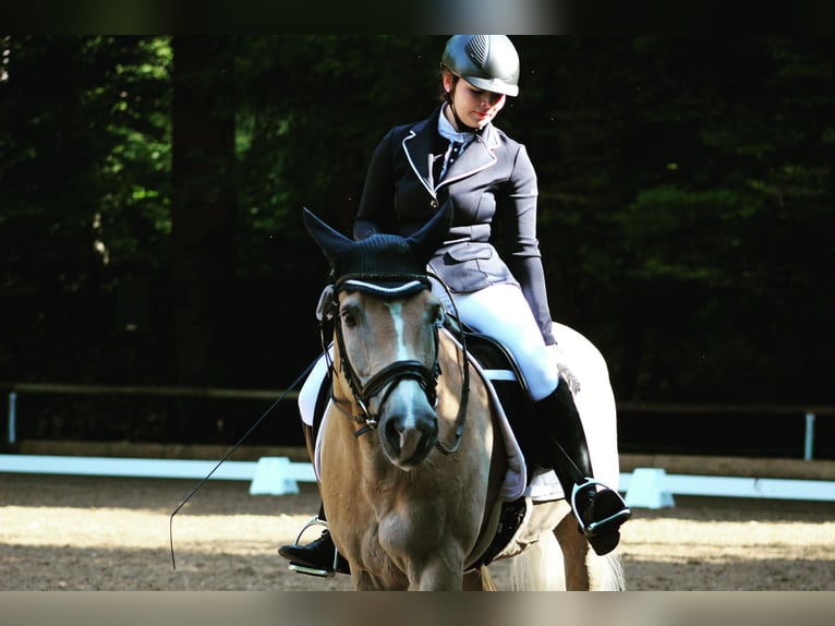 Haflinger Wallach 26 Jahre 147 cm Palomino in Egling