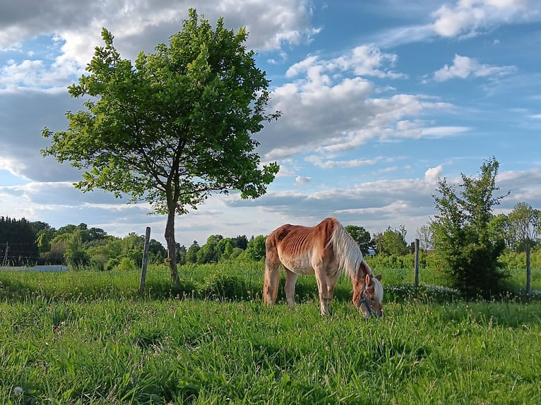 Haflinger Wallach 28 Jahre 146 cm Fuchs in Rheinbach