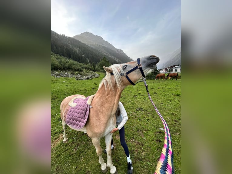 Haflinger Wallach 2 Jahre 140 cm Fuchs in St. Leonhard im Pitztal