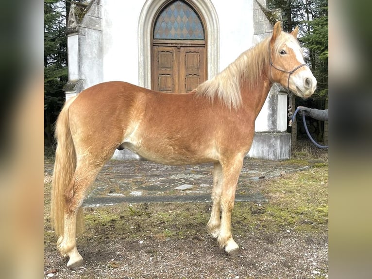 Haflinger Wallach 2 Jahre 140 cm Palomino in Wels