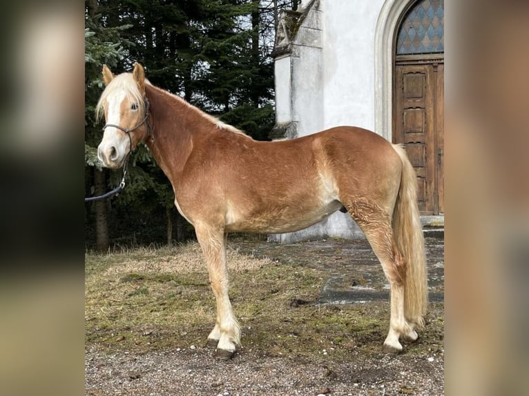 Haflinger Wallach 2 Jahre 140 cm Palomino in Wels