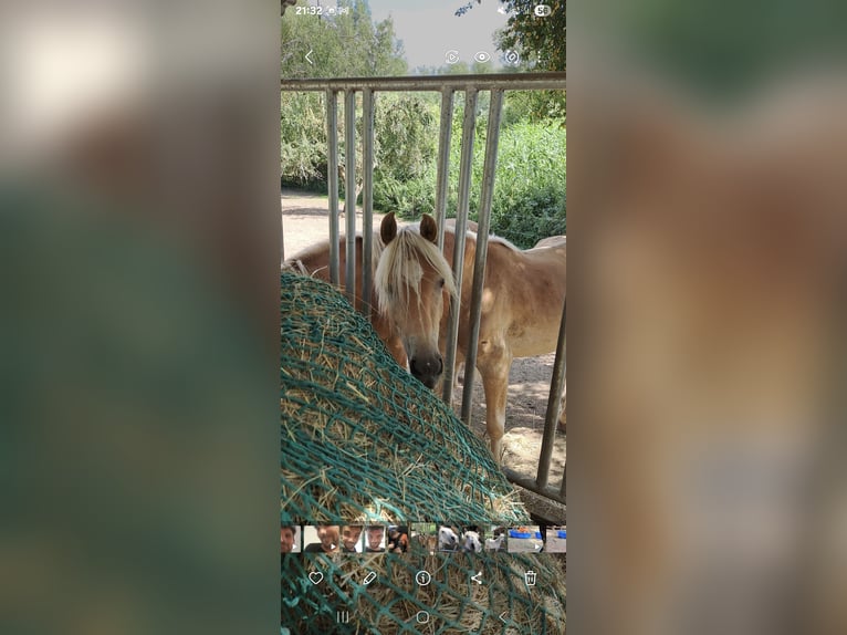 Haflinger Wallach 2 Jahre 142 cm Fuchs in Saarbr&#xFC;cken