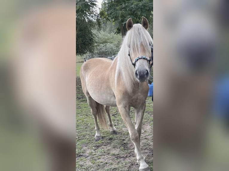 Haflinger Wallach 2 Jahre 142 cm Fuchs in Saarbr&#xFC;cken