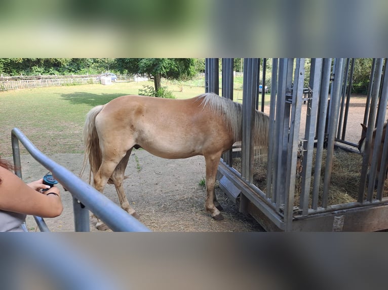 Haflinger Wallach 2 Jahre 142 cm Fuchs in Saarbr&#xFC;cken