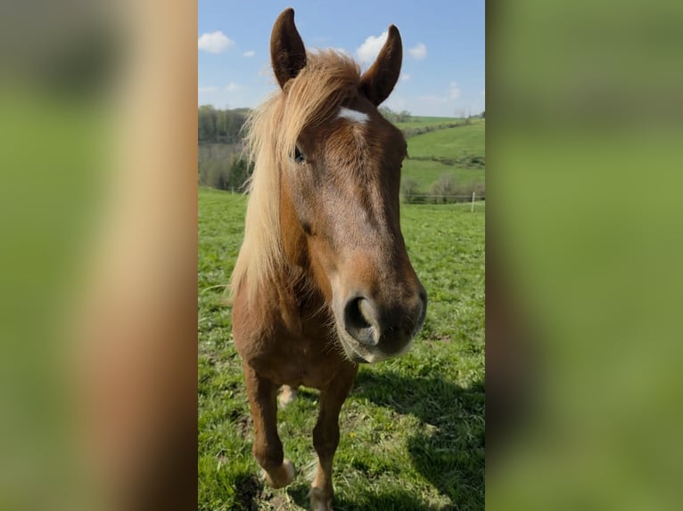Haflinger Mix Wallach 2 Jahre 145 cm Fuchs in Breckerfeld