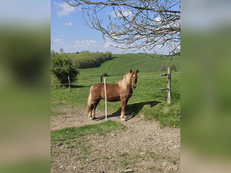 Haflinger Mix Wallach 2 Jahre 145 cm Fuchs in Breckerfeld