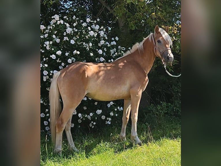 Haflinger Wallach 2 Jahre 145 cm Fuchs in Haiming