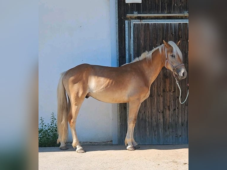 Haflinger Wallach 2 Jahre 145 cm Fuchs in Haiming