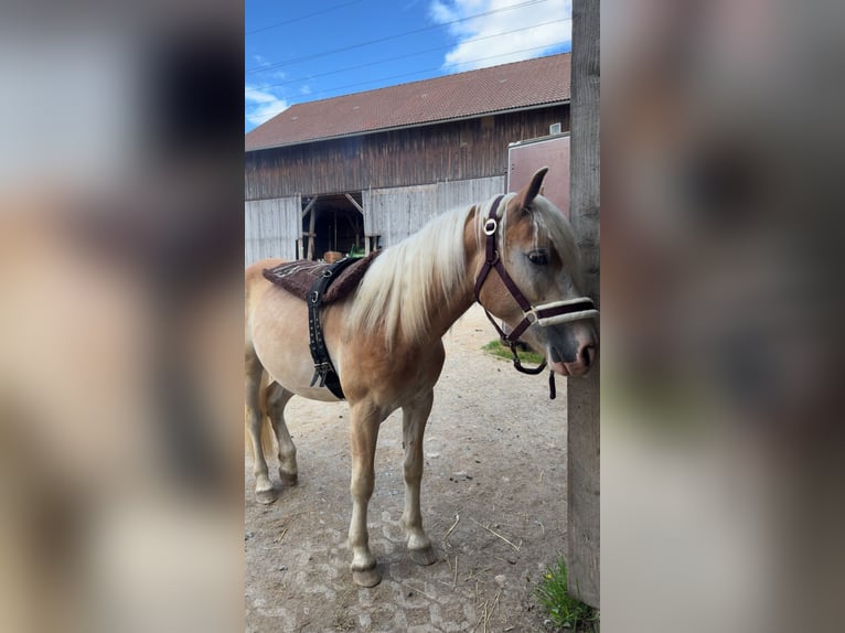 Haflinger Wallach 2 Jahre 145 cm Fuchs in Winklarn