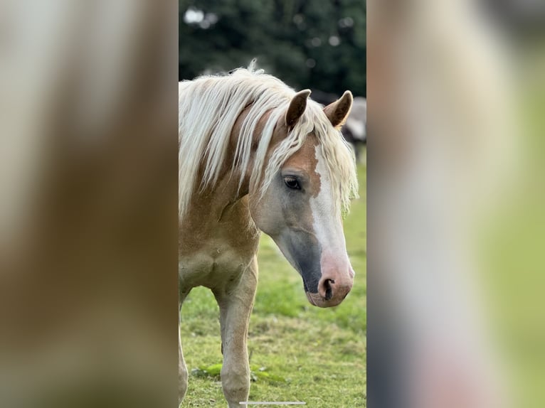 Haflinger Wallach 2 Jahre 145 cm Fuchs in Winklarn