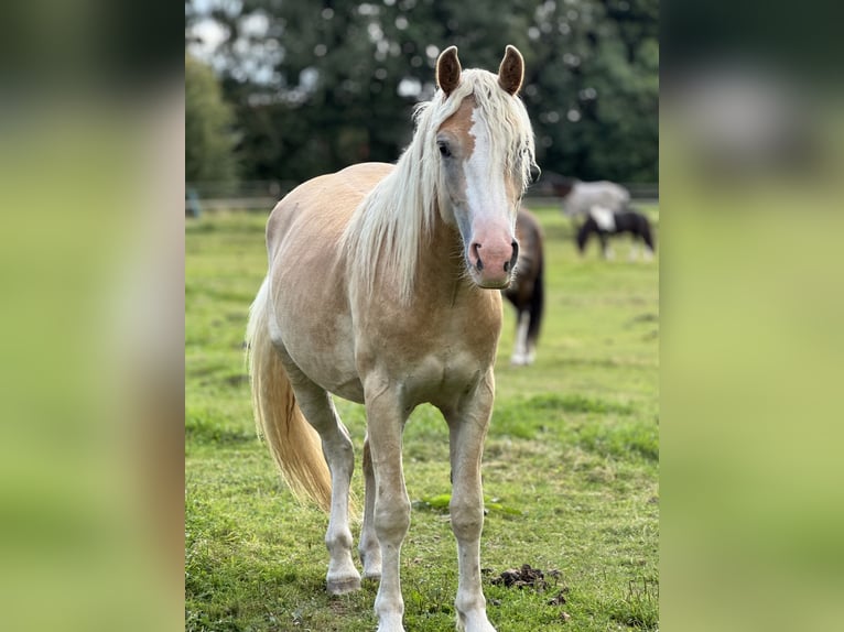 Haflinger Wallach 2 Jahre 145 cm Fuchs in Winklarn