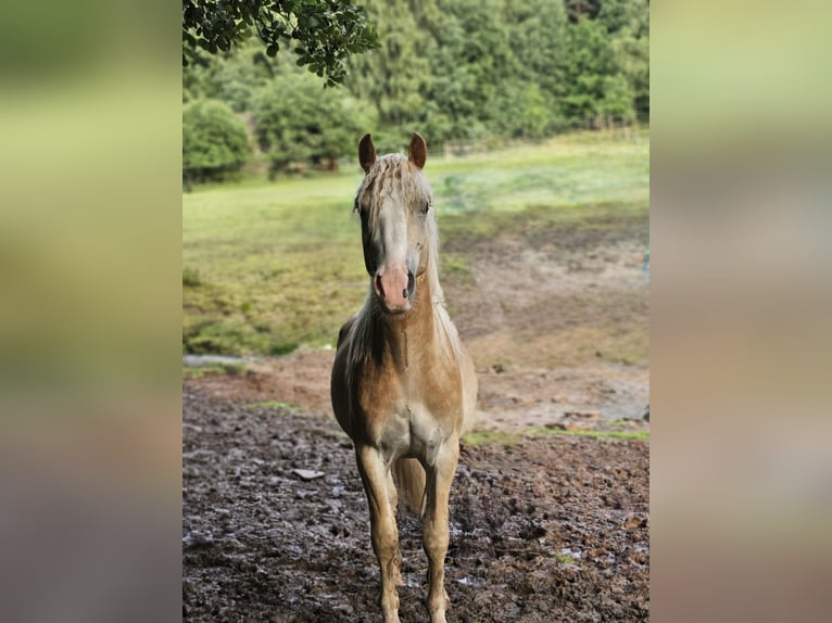 Haflinger Wallach 2 Jahre 145 cm Fuchs in Winklarn