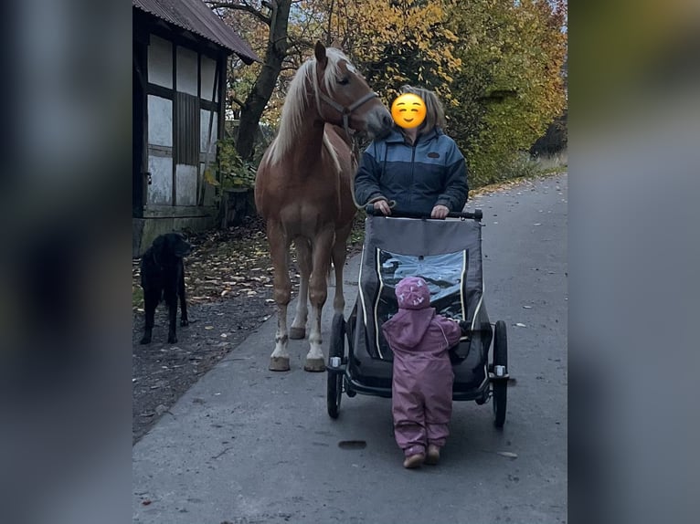 Haflinger Mix Wallach 2 Jahre 145 cm Hellbrauner in Hardegsen