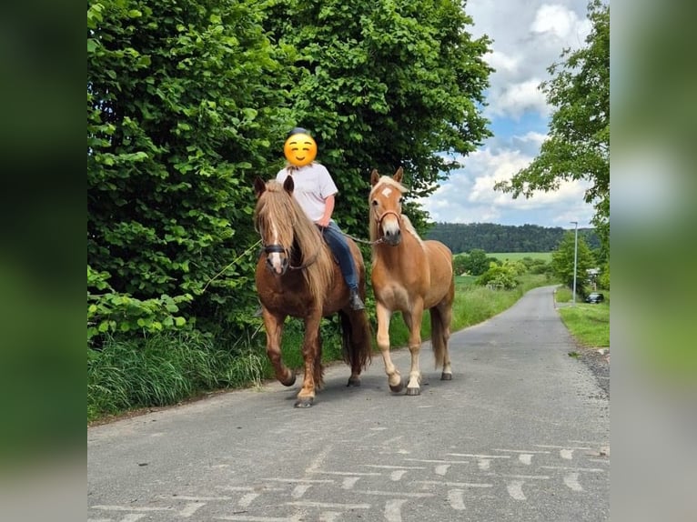 Haflinger Mix Wallach 2 Jahre 145 cm Hellbrauner in Hardegsen