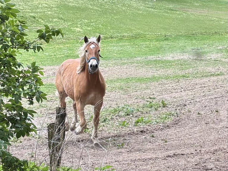 Haflinger Mix Wallach 2 Jahre 145 cm Hellbrauner in Hardegsen