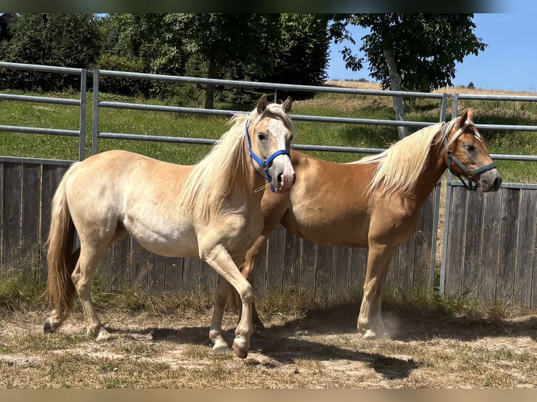 Haflinger Mix Wallach 2 Jahre 145 cm Hellbrauner in Hardegsen