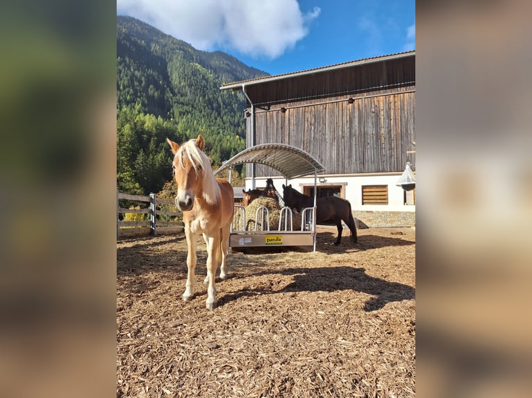 Haflinger Wallach 2 Jahre 145 cm Palomino in Jerzens