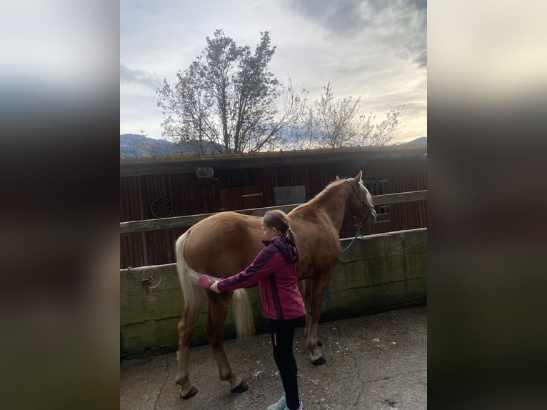 Haflinger Wallach 2 Jahre 146 cm in Pöllau am Greim