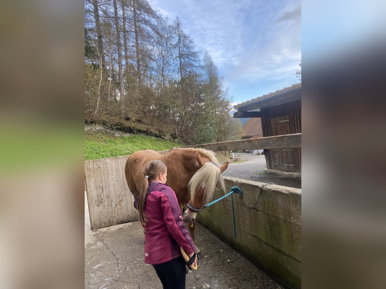 Haflinger Wallach 2 Jahre 146 cm in Pöllau am Greim