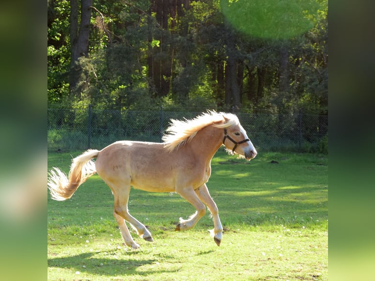 Haflinger Wallach 2 Jahre 146 cm Dunkelfuchs in Hanowo