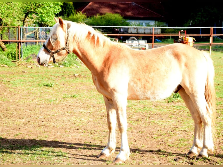 Haflinger Wallach 2 Jahre 146 cm Dunkelfuchs in Hanowo