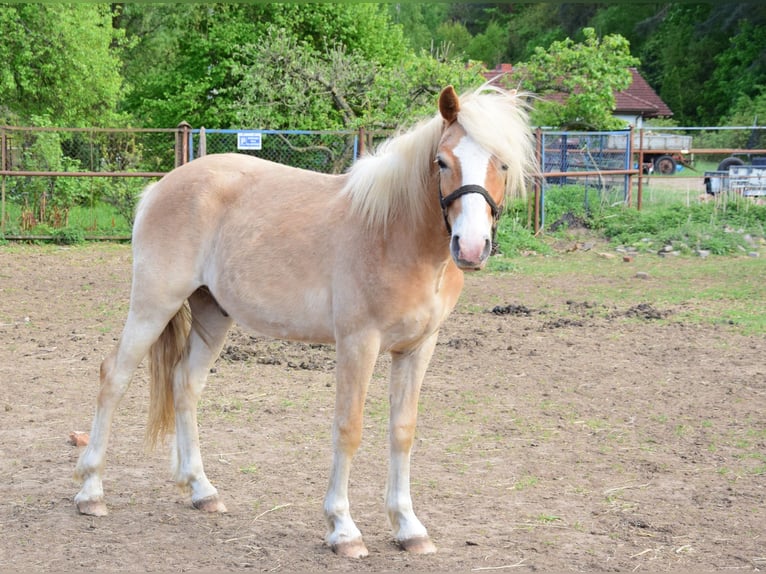 Haflinger Wallach 2 Jahre 146 cm Dunkelfuchs in Hanowo