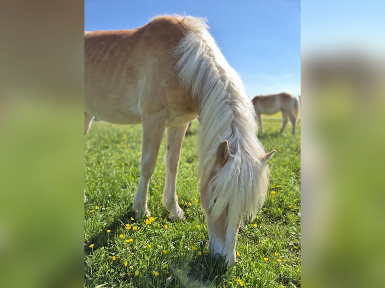 Haflinger Wallach 2 Jahre 146 cm Fuchs in Schrozberg