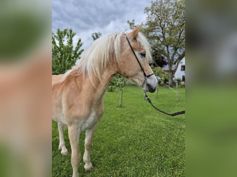 Haflinger Wallach 2 Jahre 146 cm Fuchs in Schrozberg