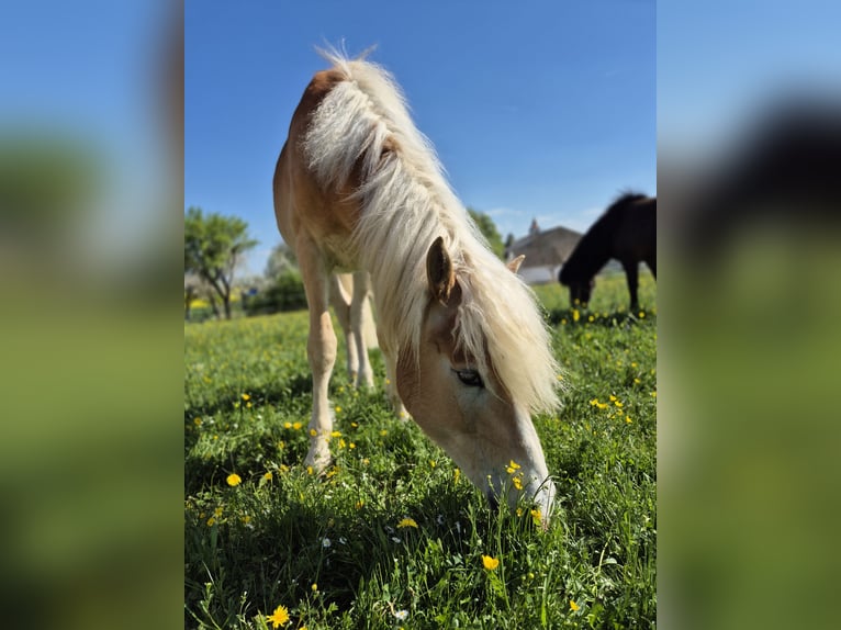 Haflinger Wallach 2 Jahre 146 cm Fuchs in Schrozberg