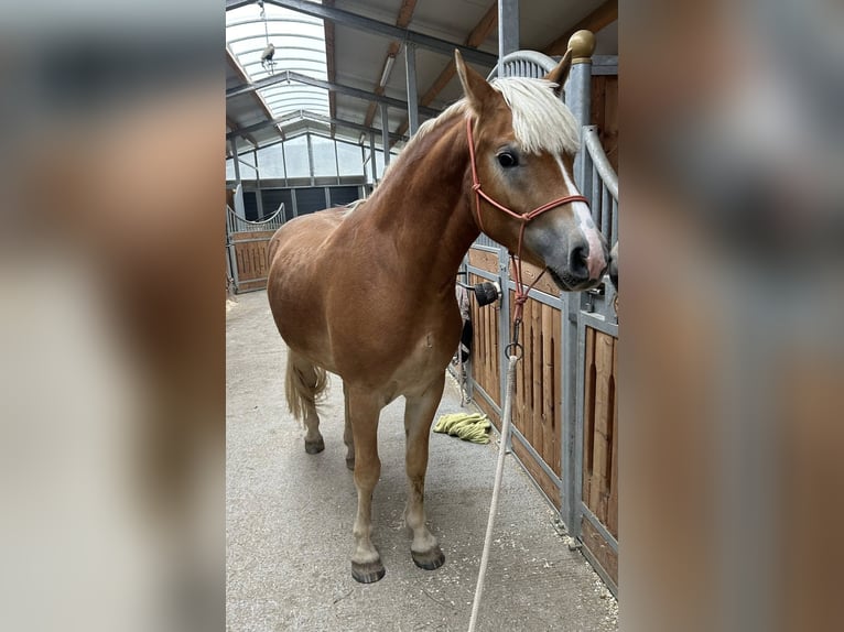 Haflinger Wallach 2 Jahre 147 cm Fuchs in Sieggraben