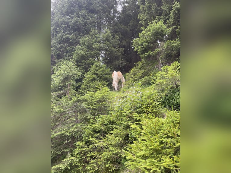 Haflinger Wallach 2 Jahre 147 cm Palomino in St. Leonhard im Pitztal