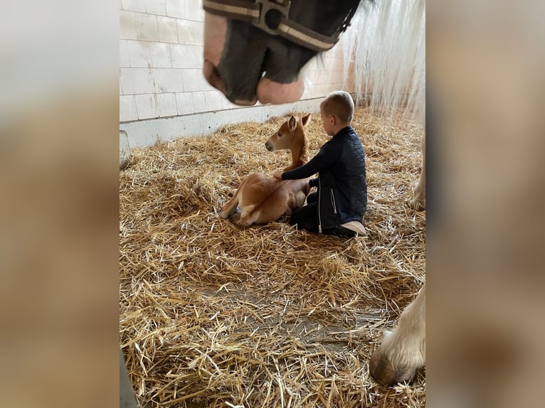 Haflinger Wallach 2 Jahre 148 cm Falbe in Kütten