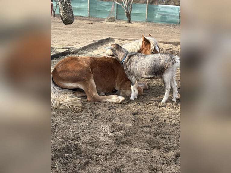 Haflinger Wallach 2 Jahre 148 cm Falbe in Kütten