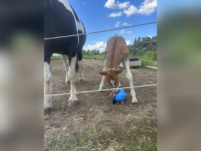Haflinger Wallach 2 Jahre 148 cm Falbe in Kütten