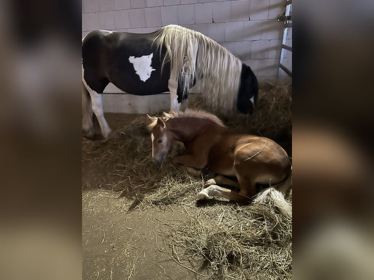 Haflinger Wallach 2 Jahre 148 cm Falbe in Kütten