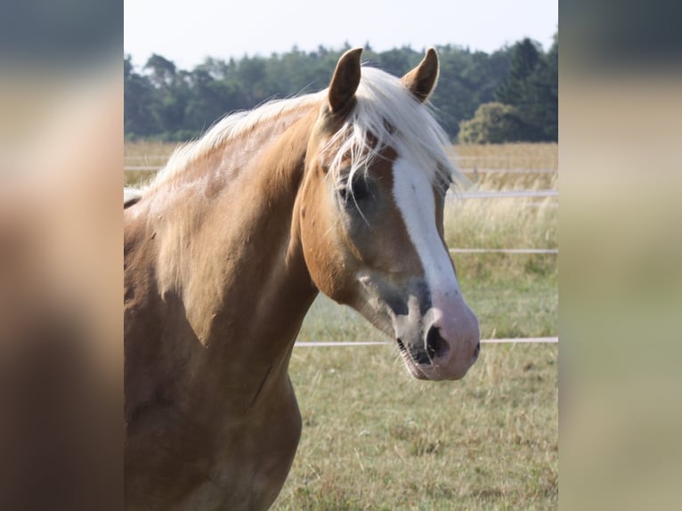 Haflinger Wallach 2 Jahre 148 cm in Gernsheim